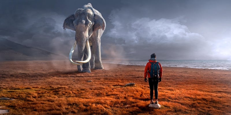 Online Wildlife Encounters